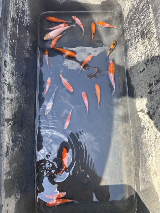 koi puiet 6-10 cm