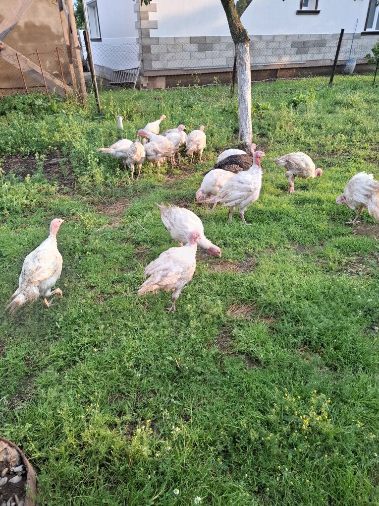 Curcani  și curci