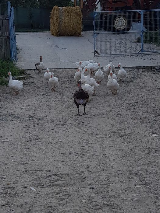 Gâște mari, ouătoare – 230 lei (negociabil) 

Vând gâște sănătoase