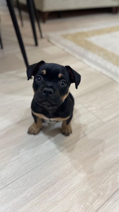 Щенок американского були