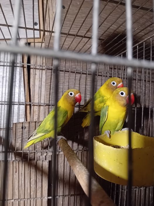 Agaponis personata  și Fisher  2025 inelati