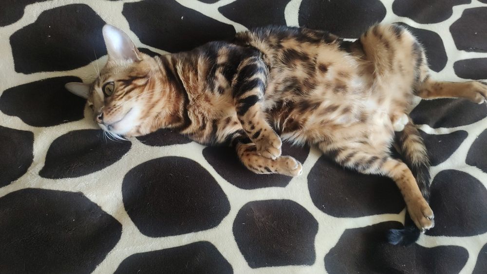 Бенгал  активный, игривый имеет опыт