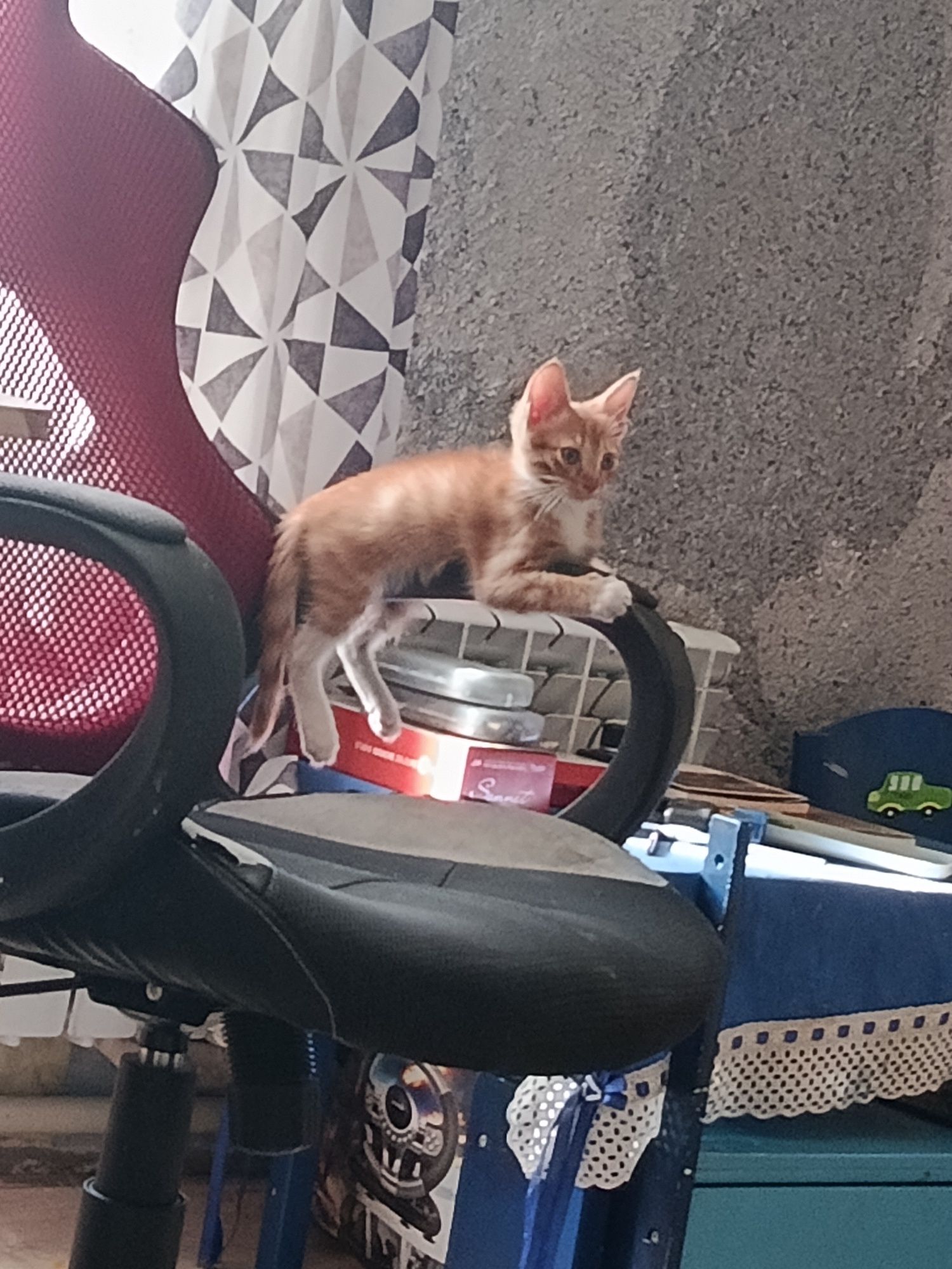 Отдам котенка 3 месяца