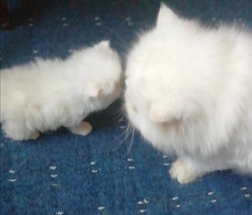Котята персы экстремалы. .