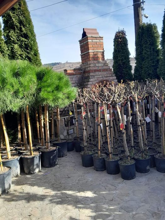 Plante ornamentale pentru gradina, magnolia ,tuia,ewudimus, photinia