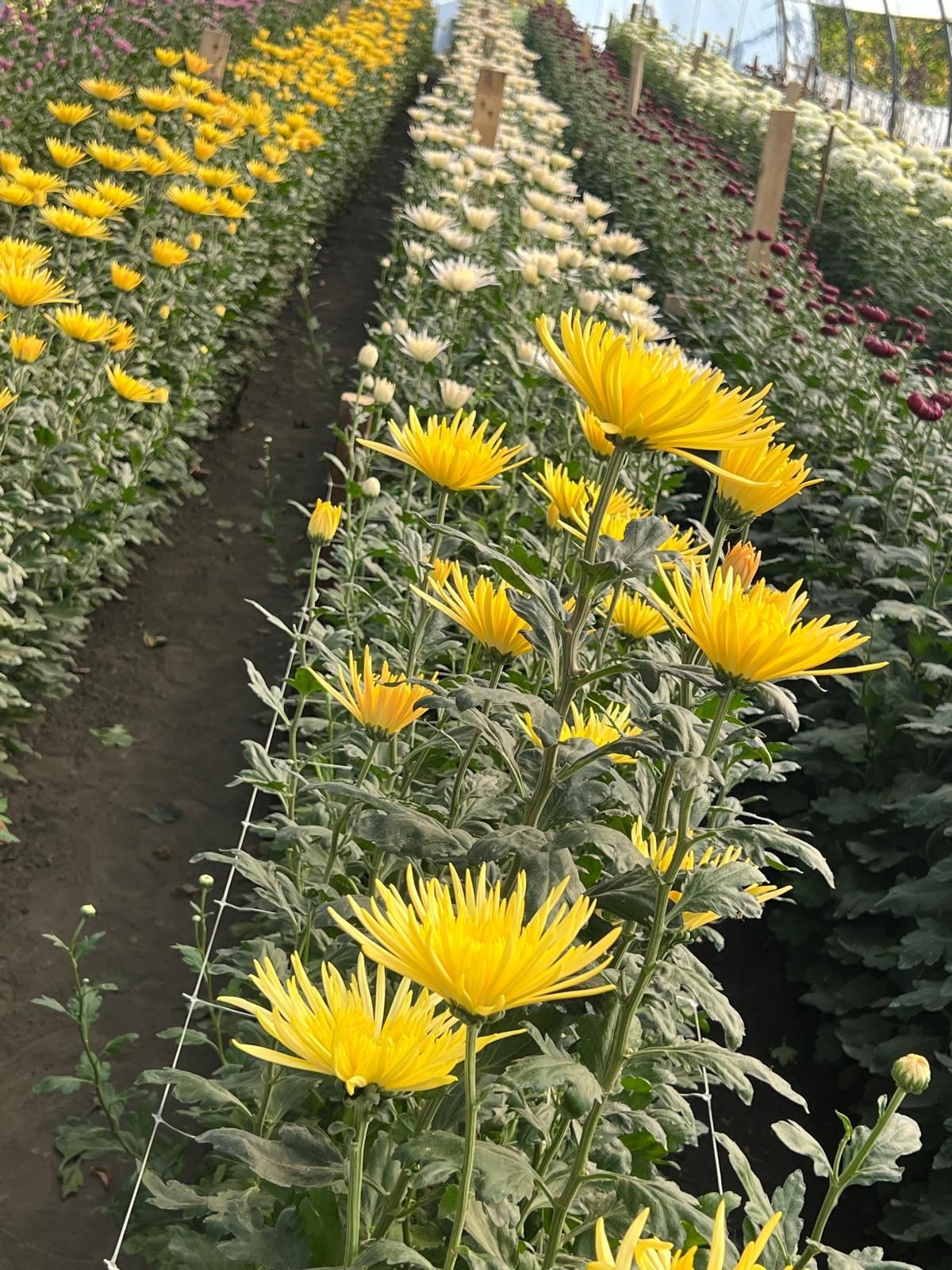 Vând răsad Crizantema
