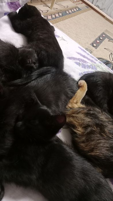 Отдам котят добрые руки