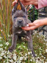 Vand pui cane corso