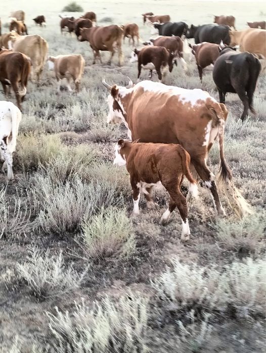 Сиыр сатылады буаз жасы улкендеу,,