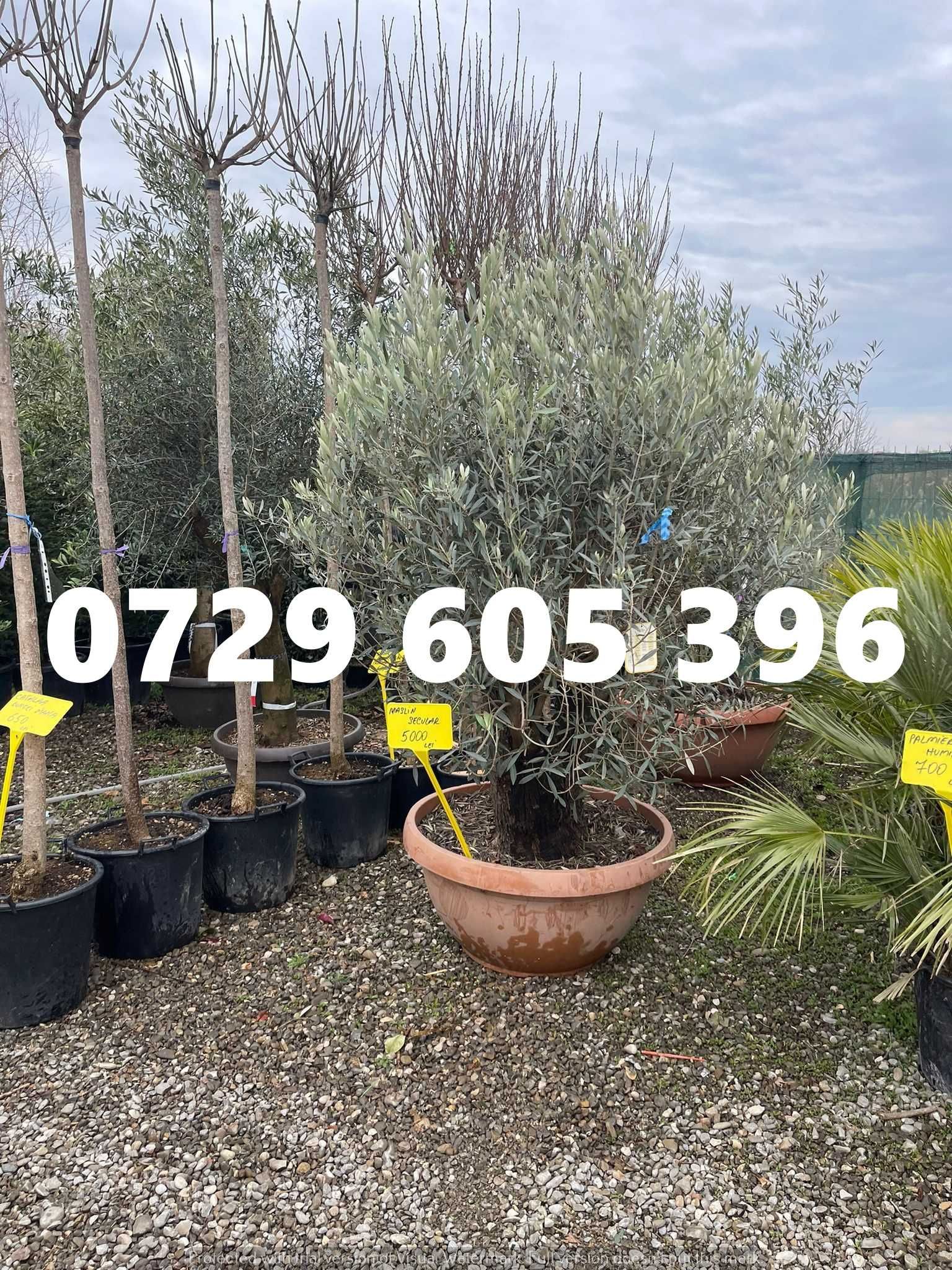 Plante decorative gata de plantare