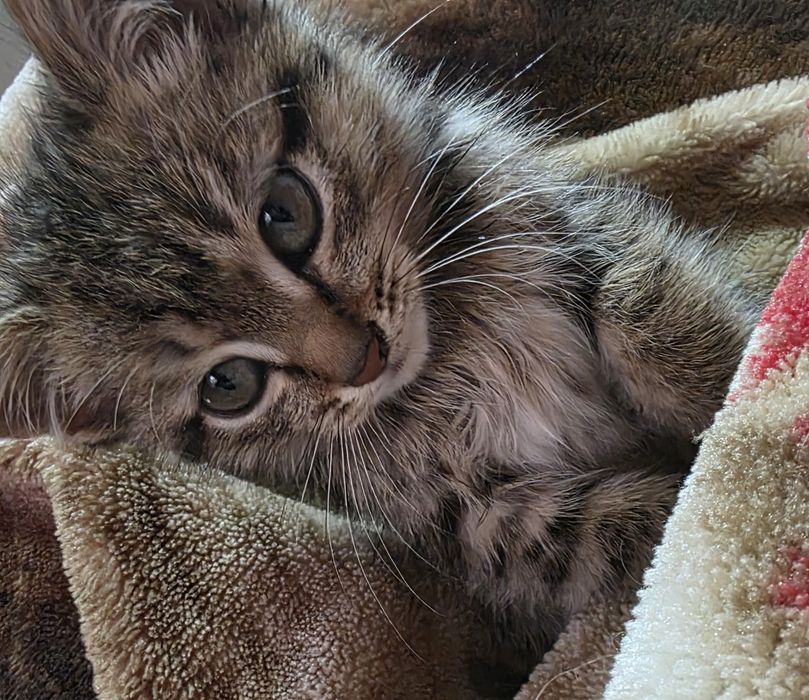 Отдам котенка в добрые руки