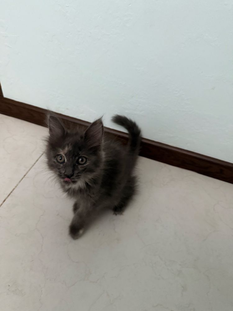 Продам котят меин-куна и норвежской лесной