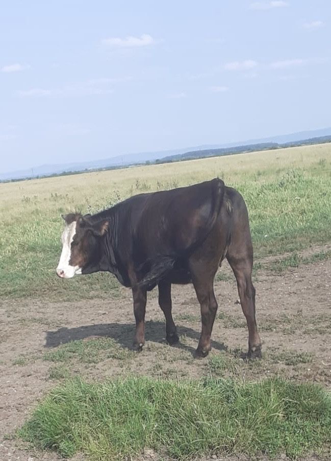Vand 2 juninci una de 1an si 2 luni si una 1 an si 6 luni