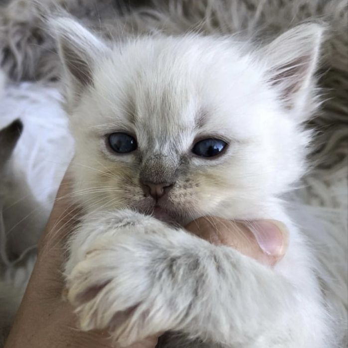 Ragdoll superb 1000 lei