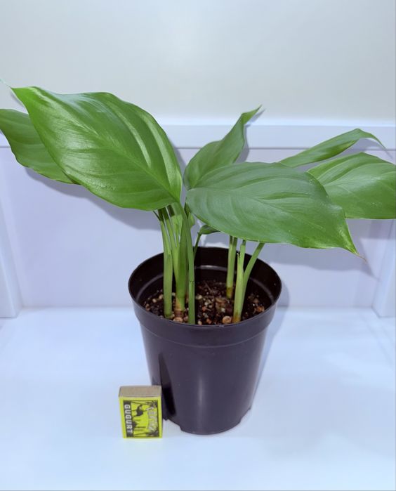 Аглаонема, комнатные растения, комнатные цветы