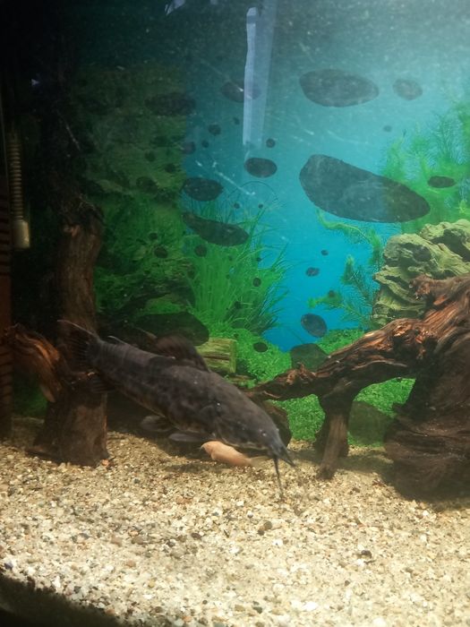 Pesti sanitari diferite specii