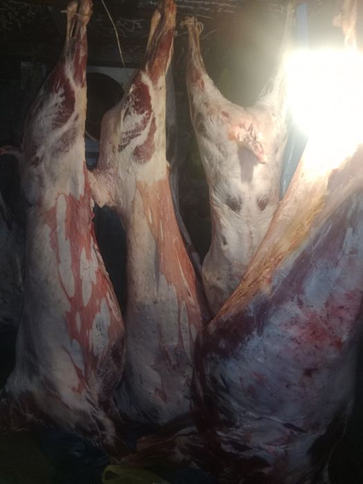 Ешки кой кг 3000