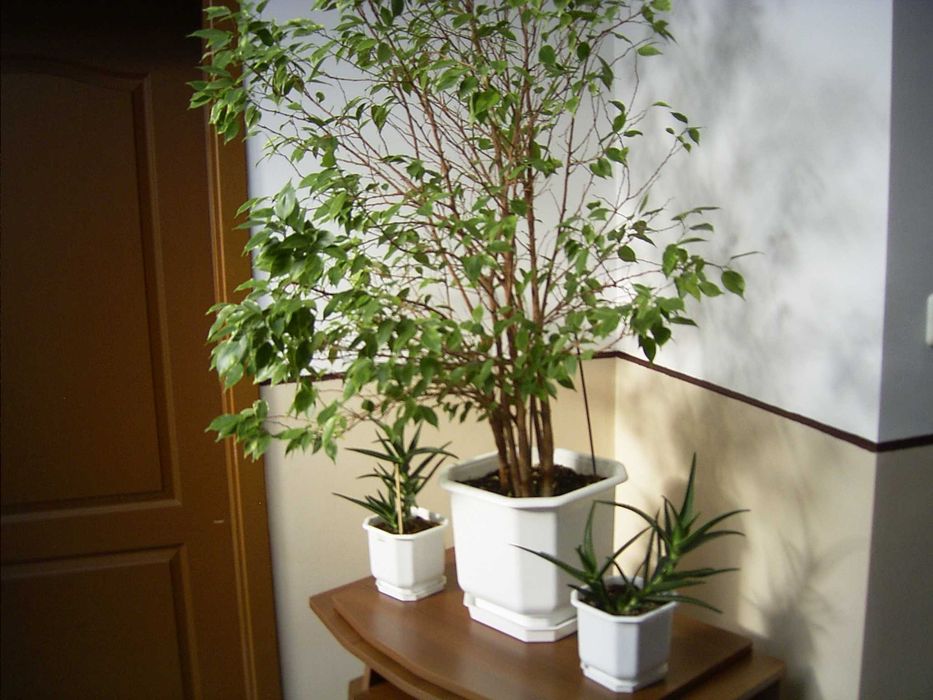 фотоапарат Ricoh Caplio RR30