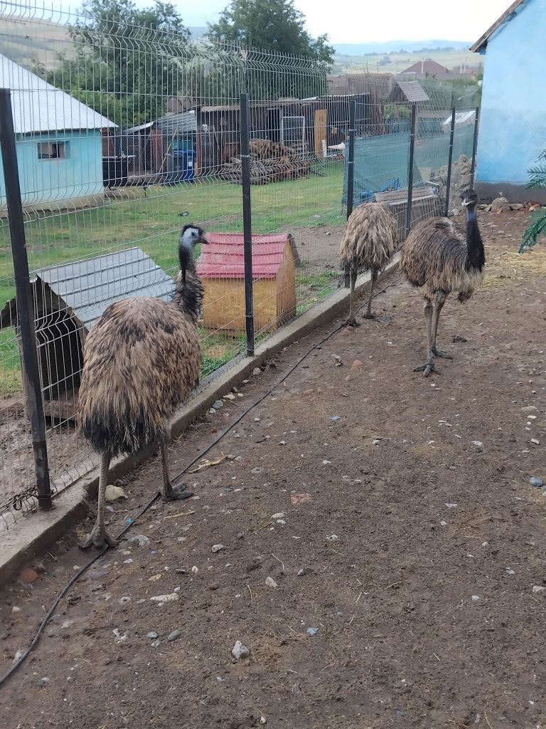 Struți EMU la prima productie