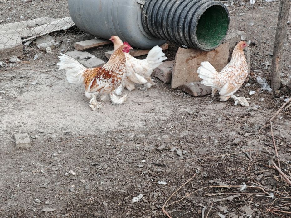 Familie mii de flori