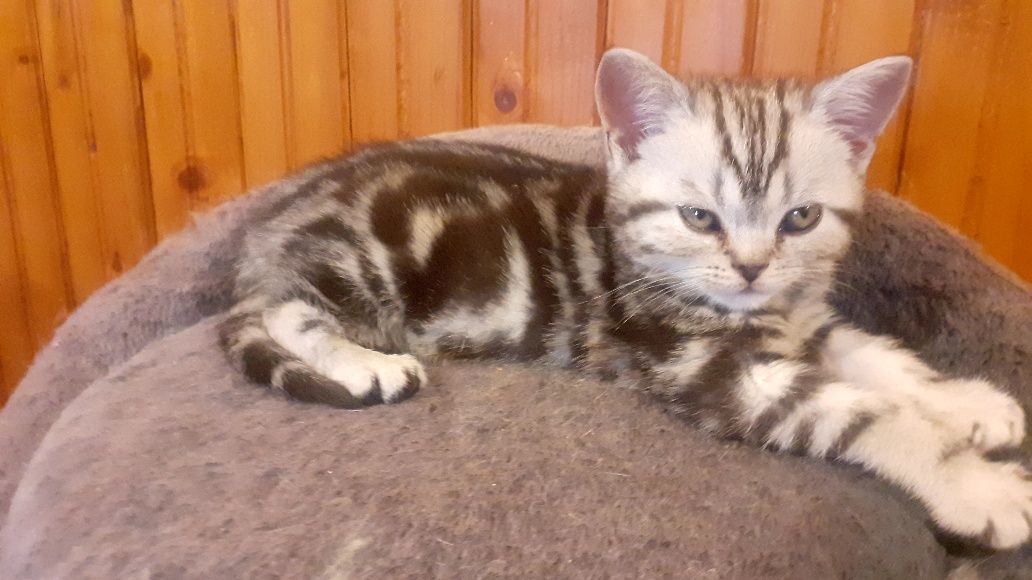 British shorthair silver tabby rasa pura