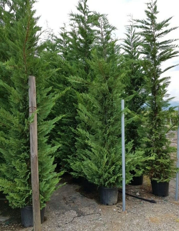 Leylandii chipaross între  1 & 3,50 H