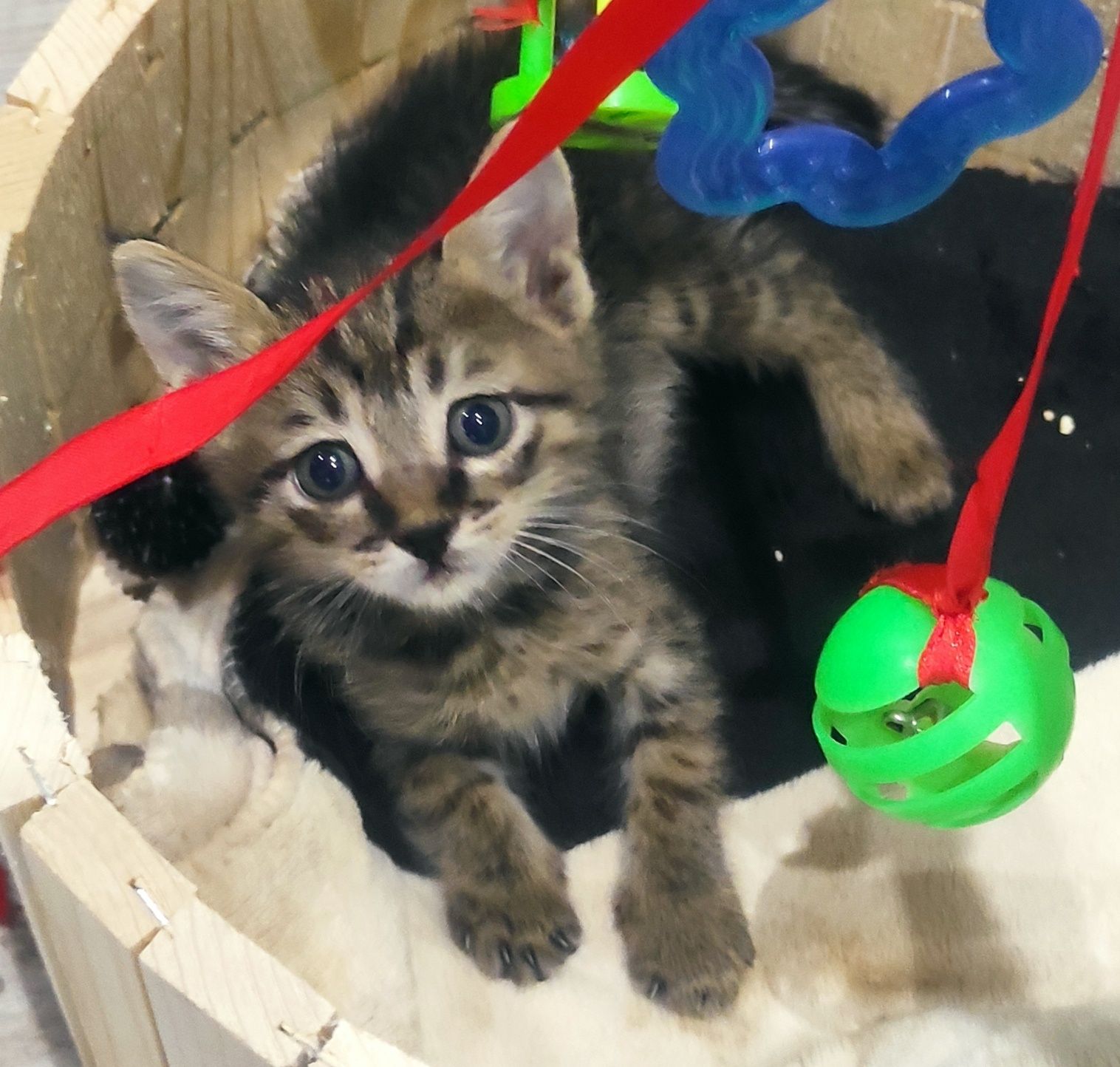 Бесплатно котёнок