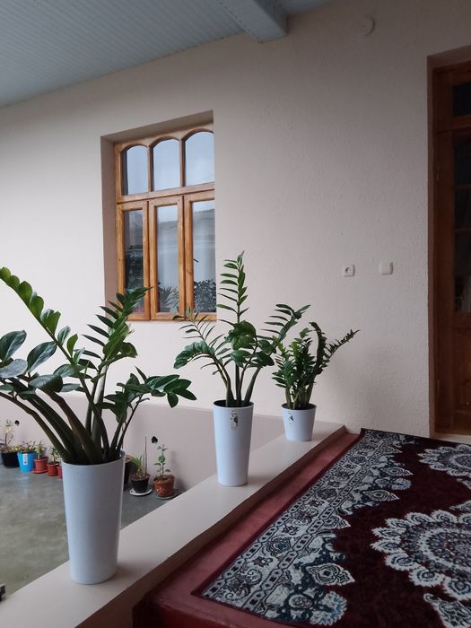 Замиакулькос, комнатные растения, Комнатное растение, Honaki gullar