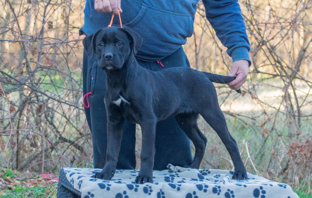 Cane Corso 5 luni Femela