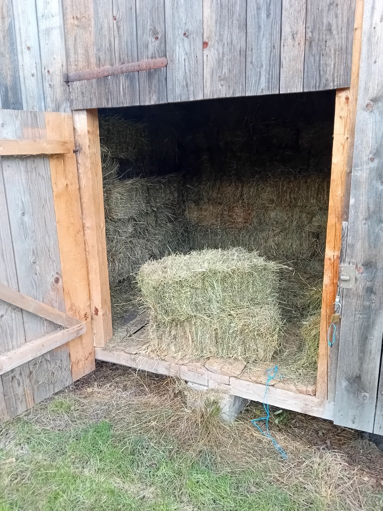 Vând baloți de fân pătrați