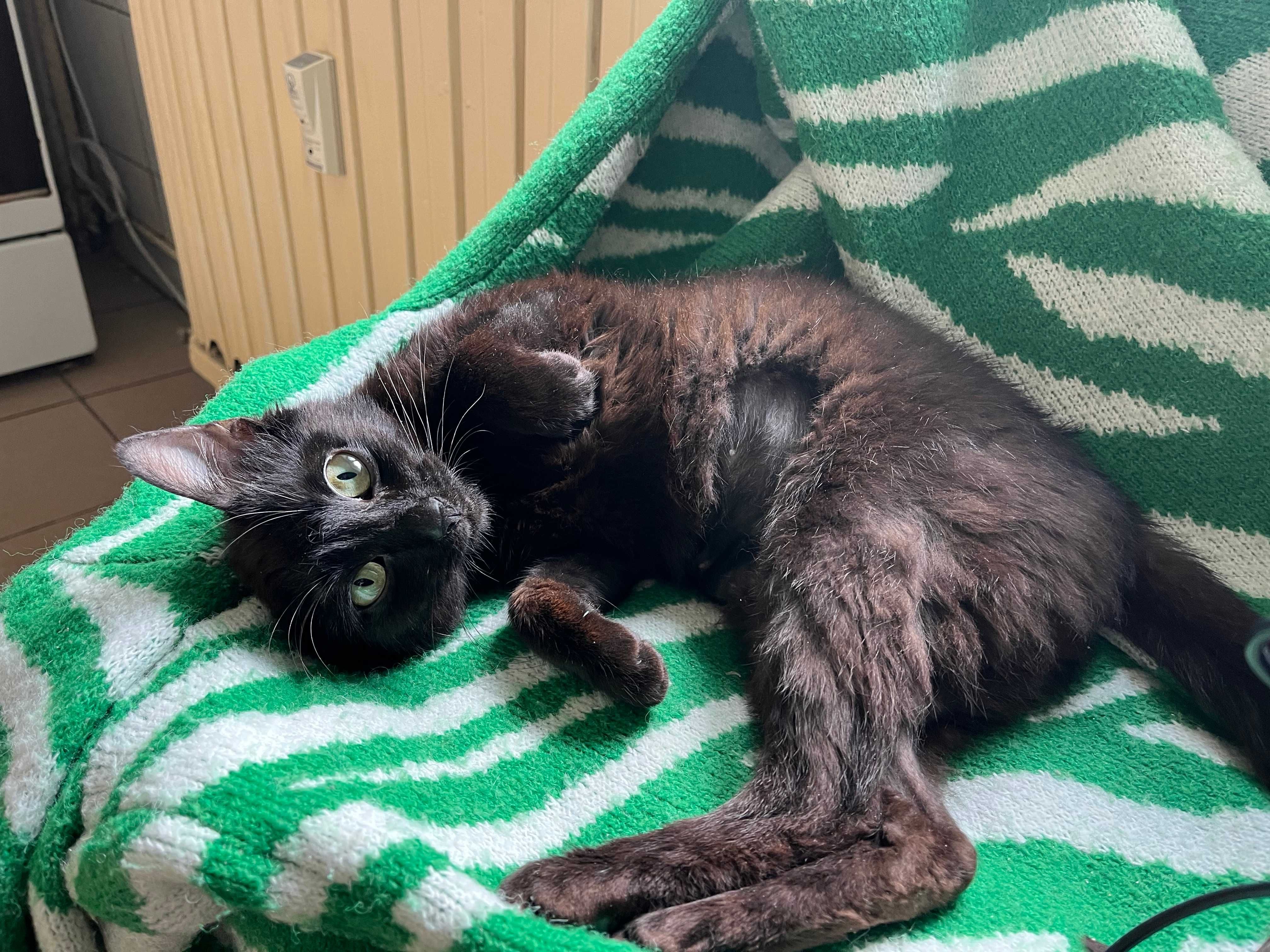 Cleo, jucausa si iubitoare, isi cauta casa