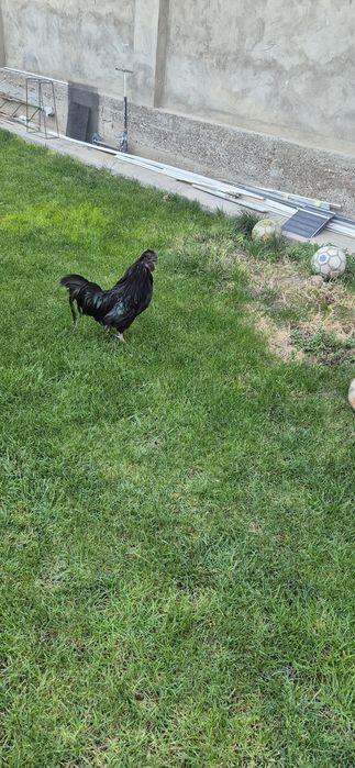 Qara shaxzoda xoroz sotaman