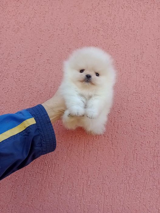 Миниатюрни мини Померани. Реални снимки!
Мъжки Померани. Реални снимки