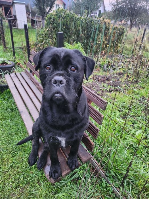 Oferim spre adopție 8 pui de căței