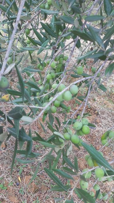 Ulei de masline extravirgin sicilia