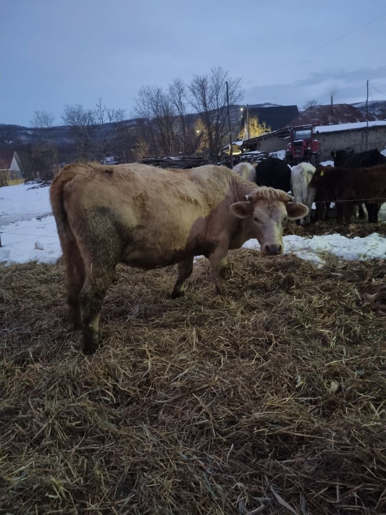 De vânzare vaca metis charolais