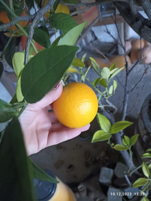 Портокал"Валенсия"