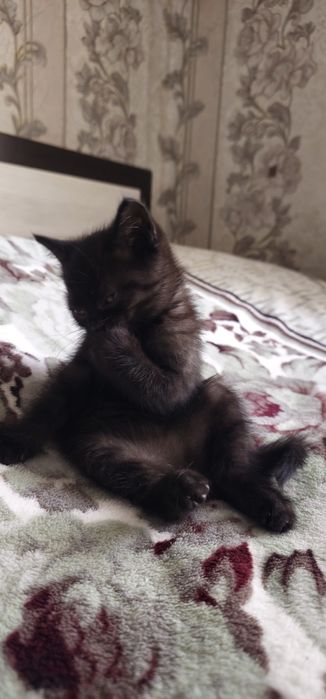 Скоттиш страйт девочка