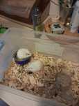 Hamsteri femela și mascul ( puii)