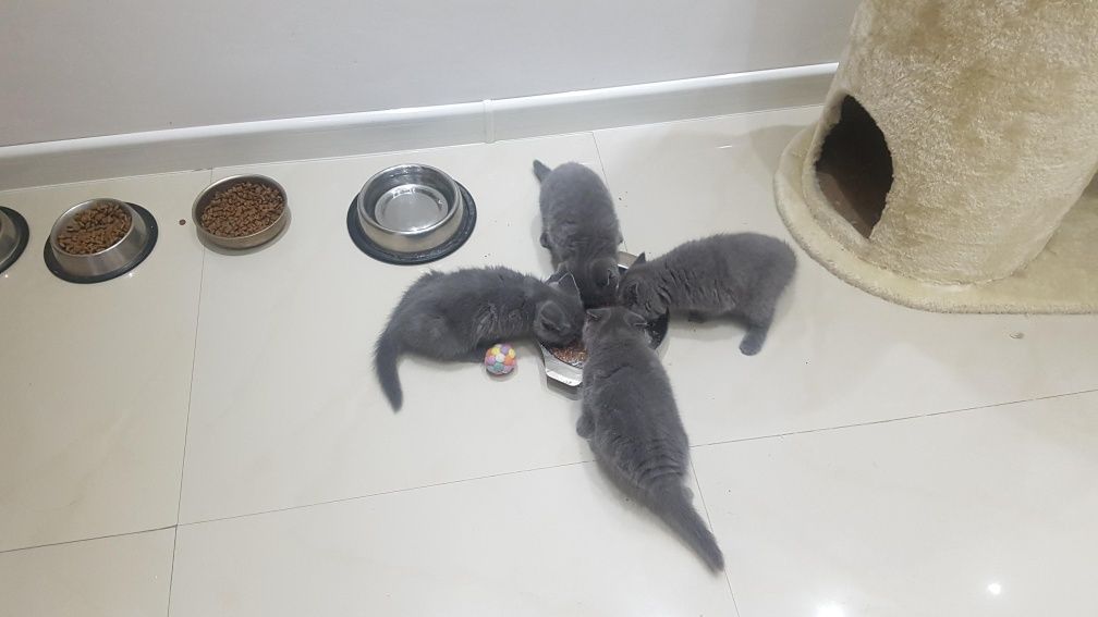 Британска късокосместа котка / British shorthair cat
