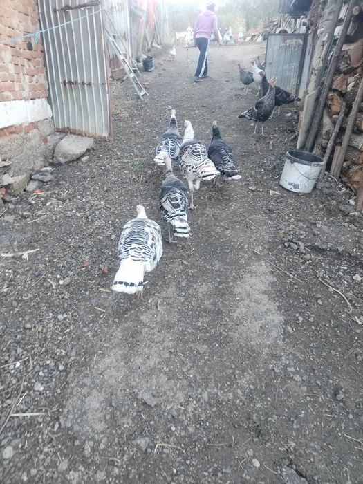 Vand curci si curcani