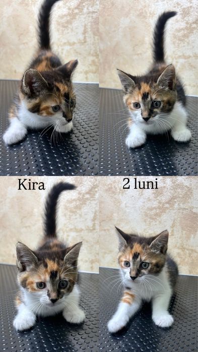 Pisoi disponibili pentru adopție