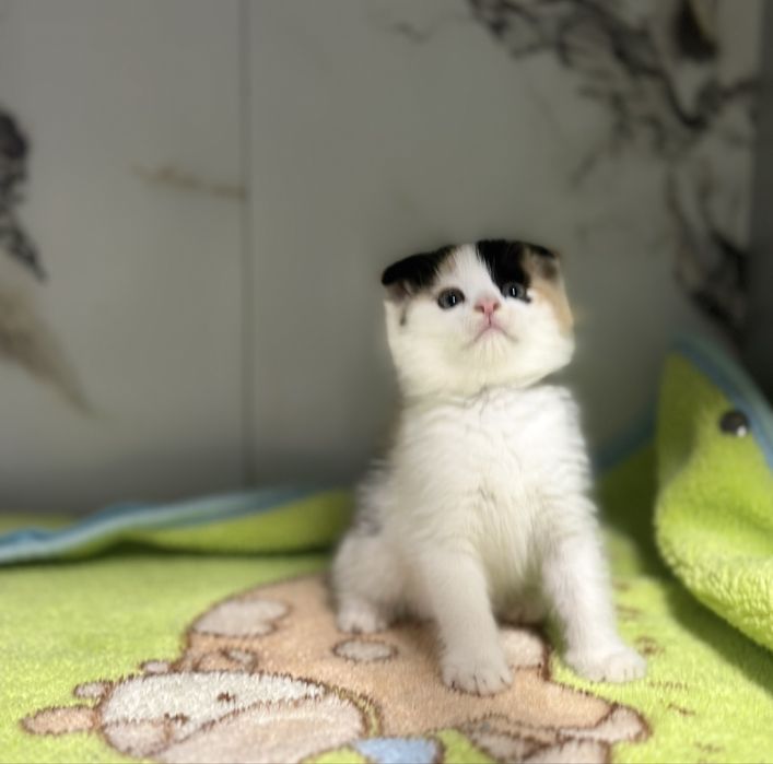 Продаеться девочка