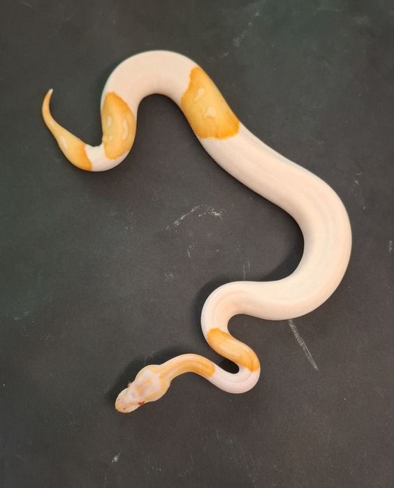 Кралски Питон Albino Pied
