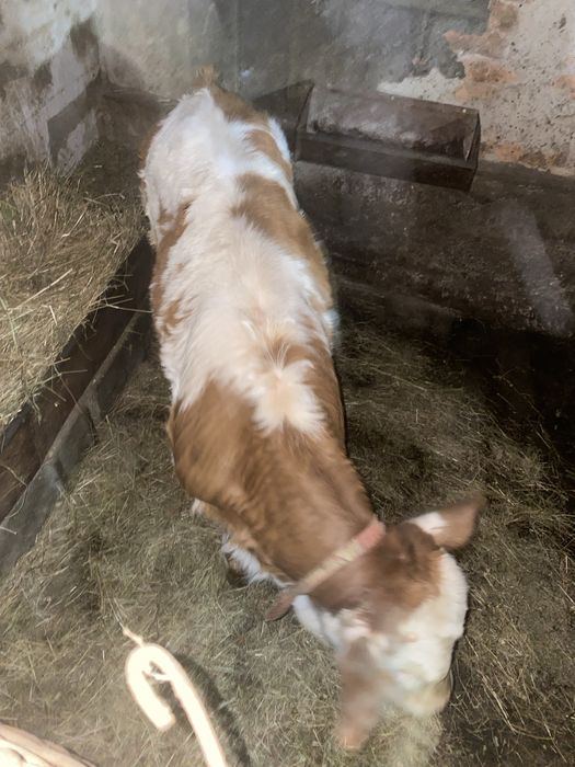 Vând vițel. Sat Șerel. Com Pui