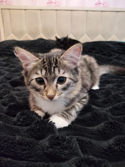 Котёнок-девочка отдам даром