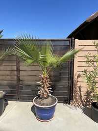 Palmier Washingtonia