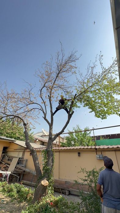 Darahit kisish butalash Binzapilada boğbonchilik hizmati