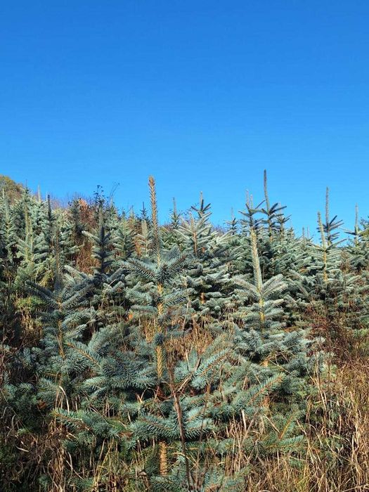 puieti ormamentali molid argintiu pentru pomii de craciun
