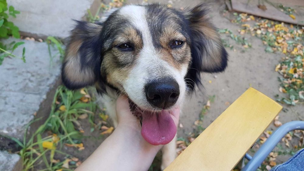 Pet sitter căței și pisici / Plimbat cățel
